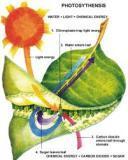 Report on effects of Temp on plant cell membranes