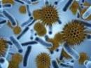 Bacteria Enumeration Report Writing Assistance