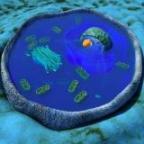 Cell Biology Lab Report Writing Assistance