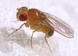 Credible help with writing fruit fly genetics report