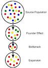 Do my population genetics laboratory report